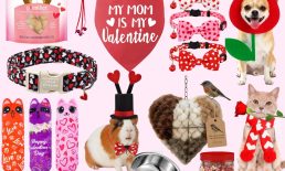 Valentine's Day Pet Edition